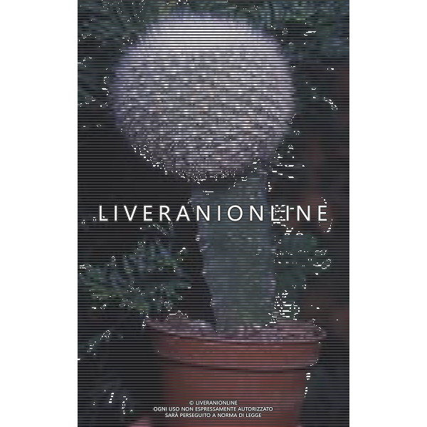 DIAP- PIANTE GRASSE NELLA FOTO PIANTE GRASSE MAMMILARIA CEREUS AG ALDO LIVERANI SAS