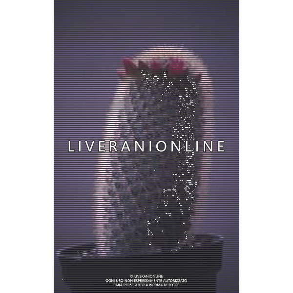 DIAP- PIANTE GRASSE NELLA FOTO PIANTE GRASSE MAMMILARIA ELEGAN AG ALDO LIVERANI SAS