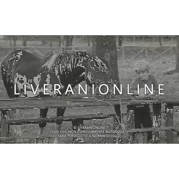 NEG-RETROSPETTIVA RITA PAVONE CANTANTE NELLA FOTO RITA PAVONE NELL\'ANNO 1968 A ROMA CON CAVALLO AG ALDO LIVERANI SAS 