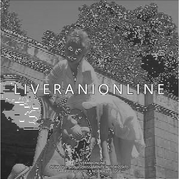 NEG-SANDRA MILO, attrice e conduttrice televisiva italiana - RETROSPETTIVA nella foto Sandra Milo a Roma nel 1956 ©ARCHIVIO / AGENZIA ALDO LIVERANI SAS