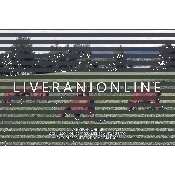 DIAP- NORVEGIA CITTA \' OSLO ANNI 70 MUCCHE AL PASCOLO FOTO CARLO LORENZINI-AG ALDO LIVERANI SAS
