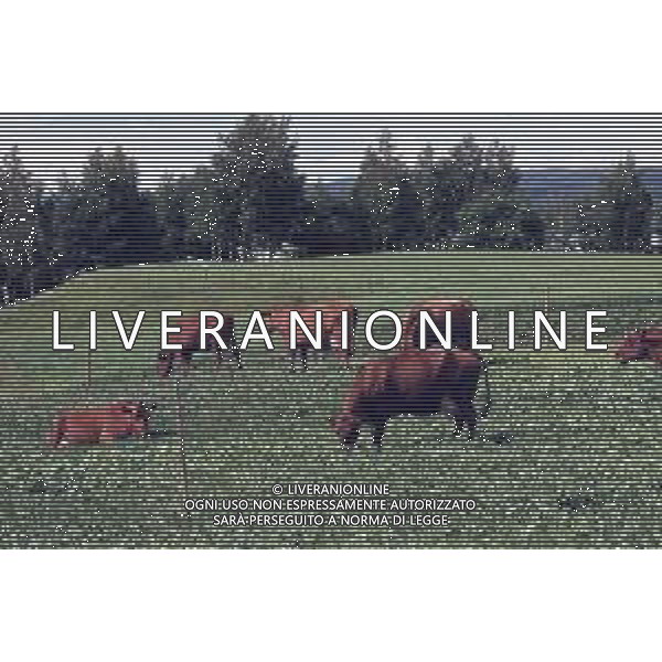 DIAP-NORVEGIA ANNI 70 NELLA FOTO BOVINI AL PASCOLO FOTO CARLO LORENZINI-AG ALDO LIVERANI SAS