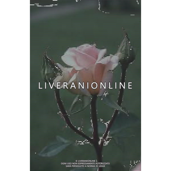 DIAP-FIORI ROSE AG ALDO LIVERANI SAS