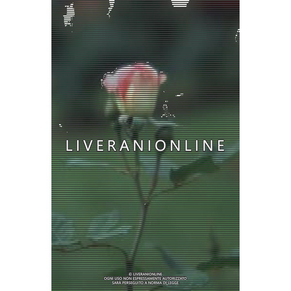 DIAP-FIORI ROSE AG ALDO LIVERANI SAS