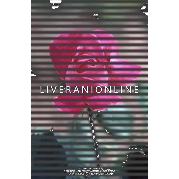 DIAP-FIORI ROSE AG ALDO LIVERANI SAS