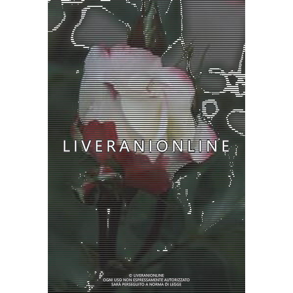 DIAP-FIORI ROSE AG ALDO LIVERANI SAS