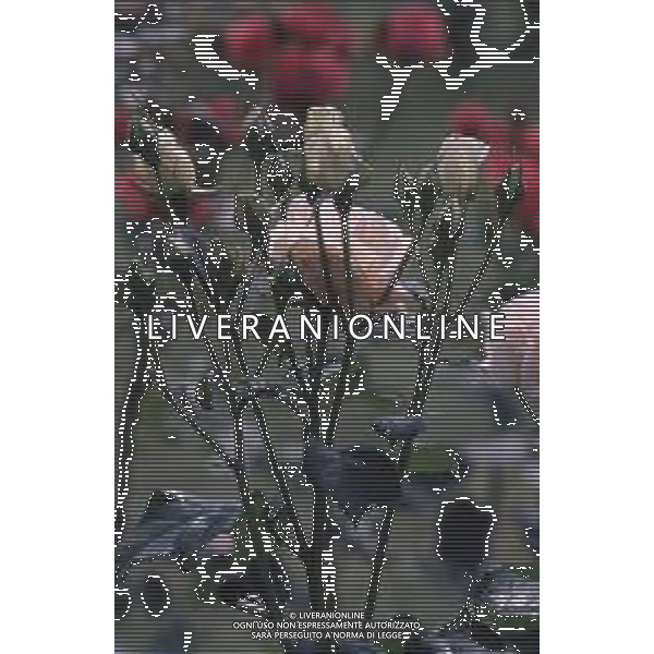 DIAP-FIORI ROSE AG ALDO LIVERANI SAS