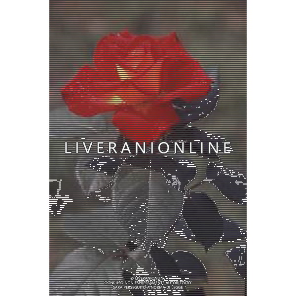 DIAP-FIORI ROSE AG ALDO LIVERANI SAS