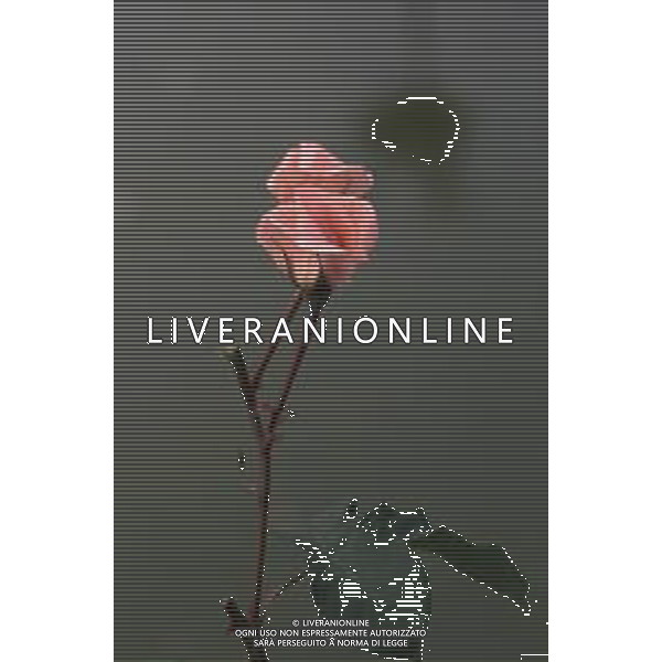 DIAP-FIORI ROSE AG ALDO LIVERANI SAS