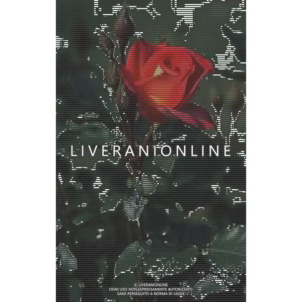 DIAP-FIORI ROSE AG ALDO LIVERANI SAS