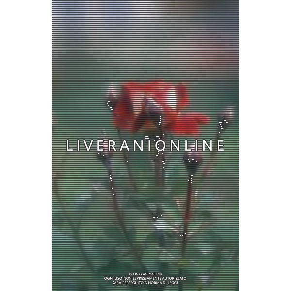 DIAP-FIORI ROSE AG ALDO LIVERANI SAS