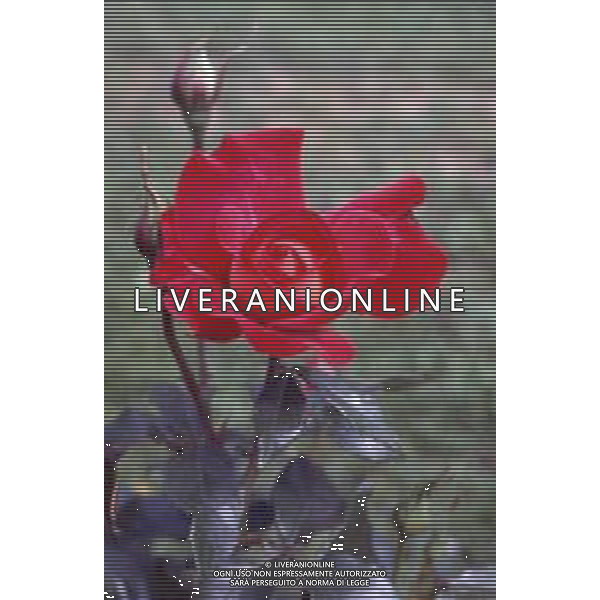 DIAP-FIORI ROSE AG ALDO LIVERANI SAS