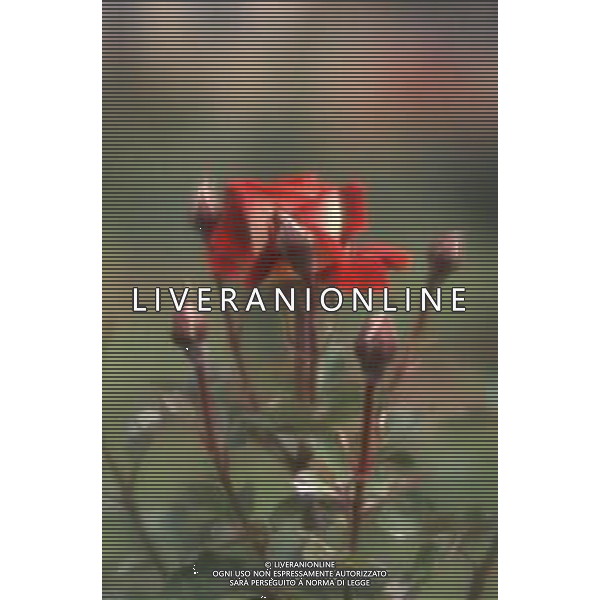 DIAP-FIORI ROSE AG ALDO LIVERANI SAS