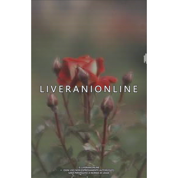 DIAP-FIORI ROSE AG ALDO LIVERANI SAS