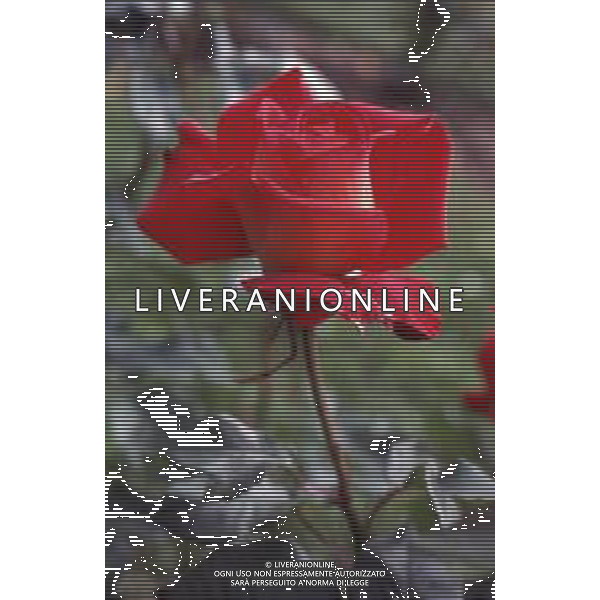 DIAP-FIORI ROSE AG ALDO LIVERANI SAS