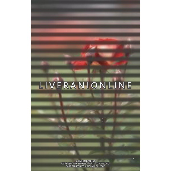 DIAP-FIORI ROSE AG ALDO LIVERANI SAS