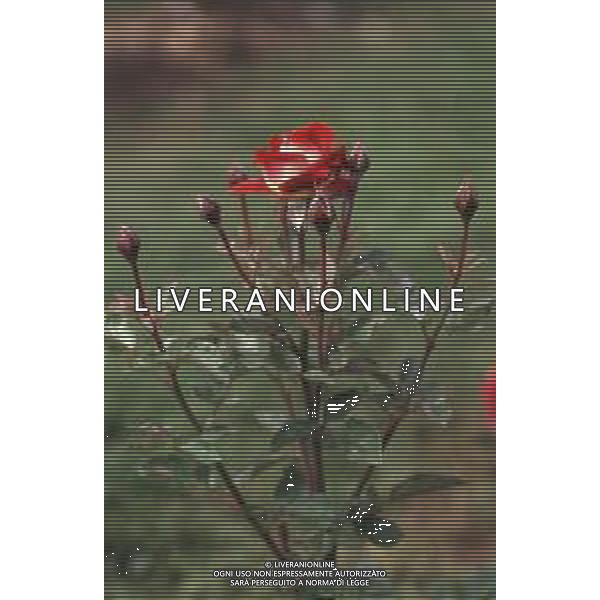 DIAP-FIORI ROSE AG ALDO LIVERANI SAS