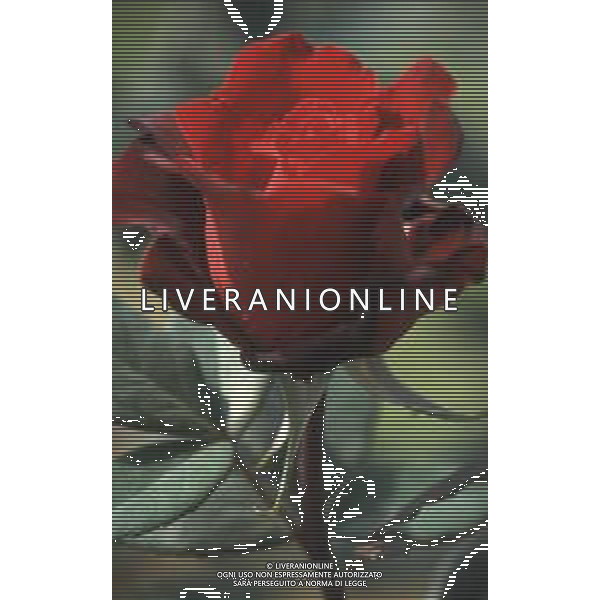 DIAP-FIORI ROSE AG ALDO LIVERANI SAS