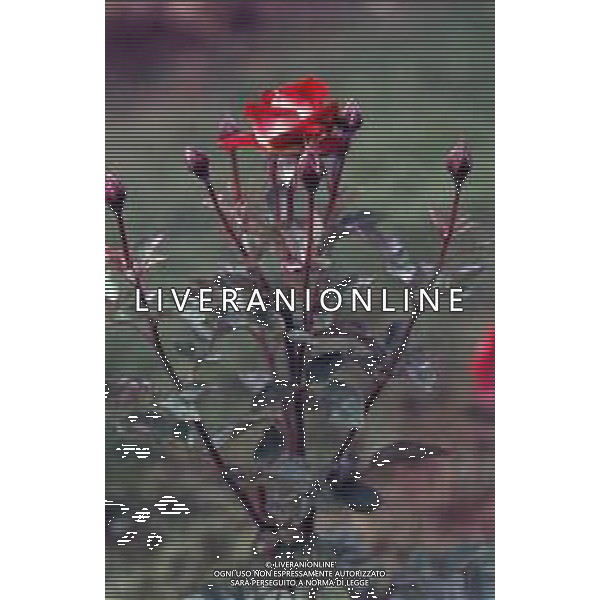 DIAP-FIORI ROSE AG ALDO LIVERANI SAS