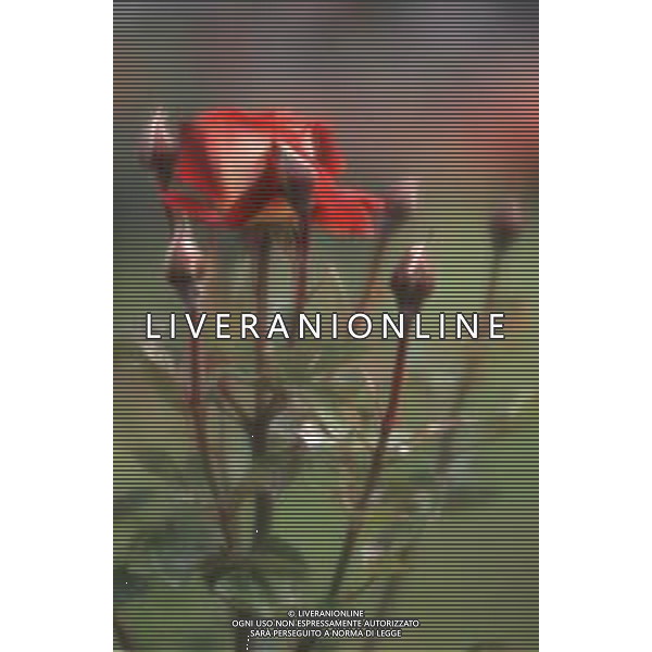 DIAP-FIORI ROSE AG ALDO LIVERANI SAS