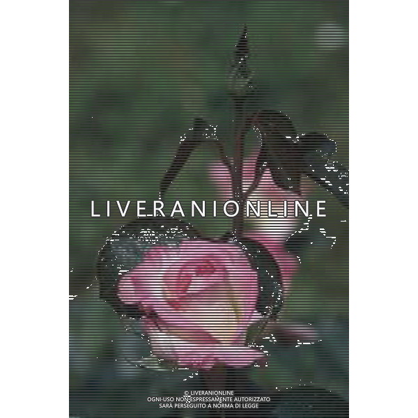 DIAP-FIORI ROSE AG ALDO LIVERANI SAS