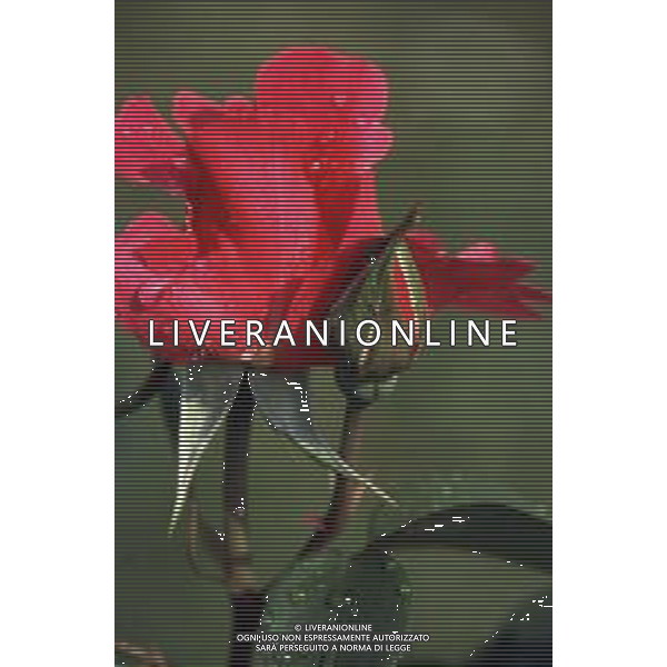 DIAP-FIORI ROSE AG ALDO LIVERANI SAS