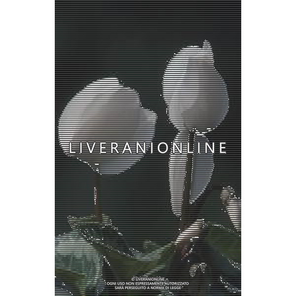 DIAP-FIORI-CICLAMINI AG ALDO LIVERANI SAS