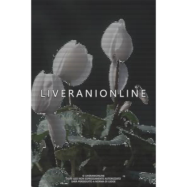 DIAP-FIORI-CICLAMINI AG ALDO LIVERANI SAS