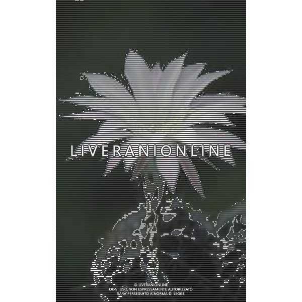 DIAP-FIORI ECHINOPSIS PIANTA GRASSA AG ALDO LIVERANI SAS