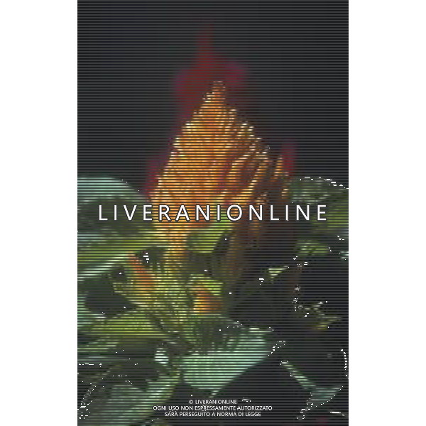 DIAP-PIANTA CELOSIA PLUMOSA AG ALDO LIVERANI SAS