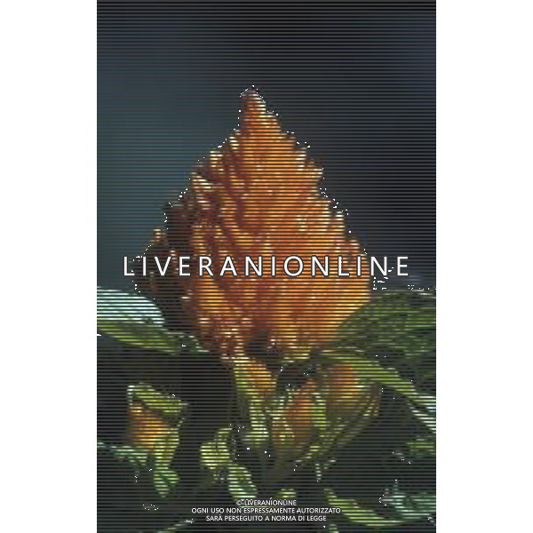 DIAP-PIANTA CELOSIA PLUMOSA AG ALDO LIVERANI SAS