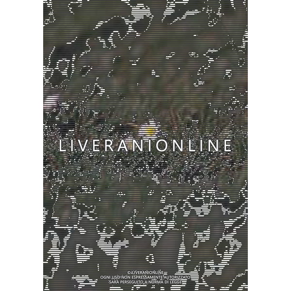 DIAP- FIORI MARGHERITE AG ALDO LIVERANI SAS
