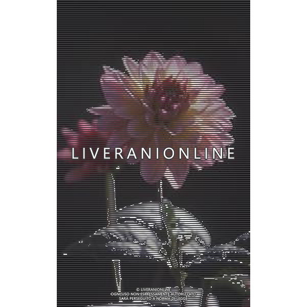 DIAP-FIORE DALIA AG ALDO LIVERANI SAS