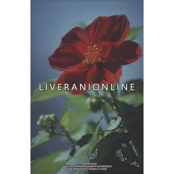 DIAP-FIORE DALIA AG ALDO LIVERANI SAS