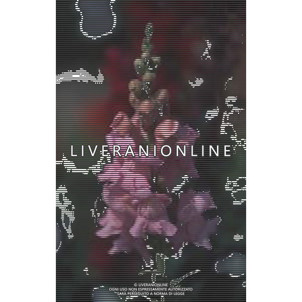 DIAP-BOCCA DI LEONE ANTIRRHINUM AG ALDO LIVERANI SAS