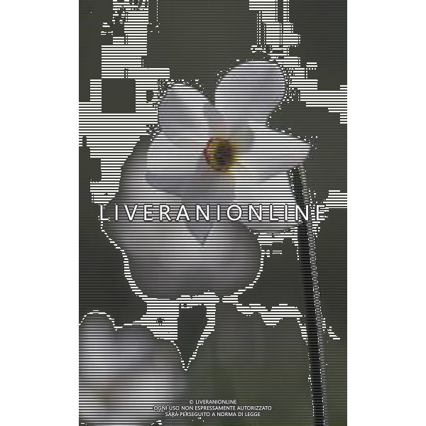 DIAP-FIORE NARCISO AG ALDO LIVERANI SAS