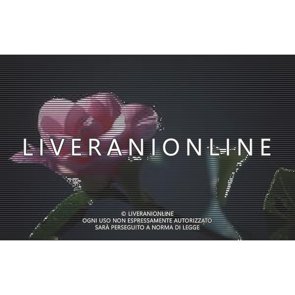 DIAP- FIORE CAMELIA AG ALDO LIVERANI SAS