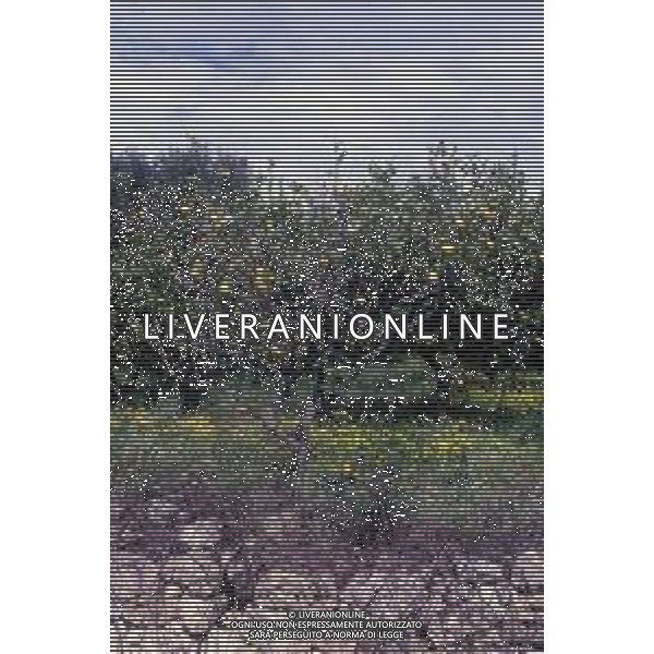 DIAP- PUGLIA- SALENTO NELLA FOTO PIANTAGIONE DI ULIVETI FOTO CARLO LORENZINI-AG ALDO LIVERANI SAS 