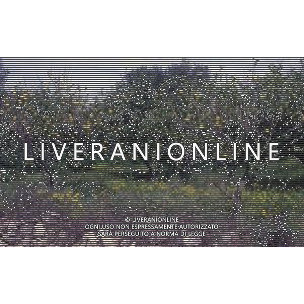 DIAP- PUGLIA- SALENTO NELLA FOTO PIANTAGIONE DI ULIVETI FOTO CARLO LORENZINI-AG ALDO LIVERANI SAS 