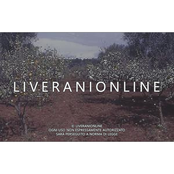 DIAP- PUGLIA- SALENTO NELLA FOTO PIANTAGIONE DI ULIVETI FOTO CARLO LORENZINI-AG ALDO LIVERANI SAS 