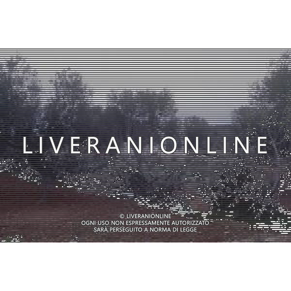 DIAP- PUGLIA- SALENTO NELLA FOTO PIANTAGIONE DI ULIVETI FOTO CARLO LORENZINI-AG ALDO LIVERANI SAS 