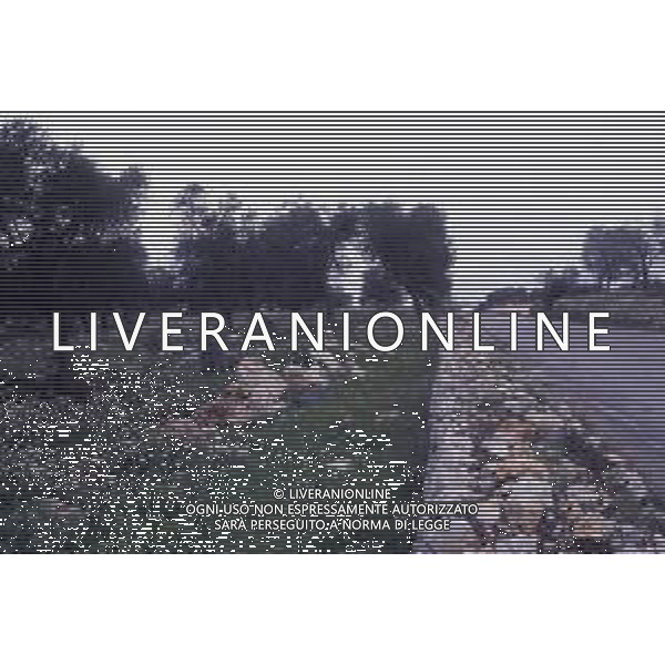 DIAP- PUGLIA- SALENTO NELLA FOTO PIANTAGIONE DI ULIVETI FOTO CARLO LORENZINI-AG ALDO LIVERANI SAS 