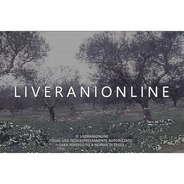 DIAP- PUGLIA- SALENTO NELLA FOTO PIANTAGIONE DI ULIVETI FOTO CARLO LORENZINI-AG ALDO LIVERANI SAS 
