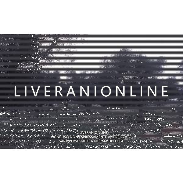 DIAP- PUGLIA- SALENTO NELLA FOTO PIANTAGIONE DI ULIVETI FOTO CARLO LORENZINI-AG ALDO LIVERANI SAS 