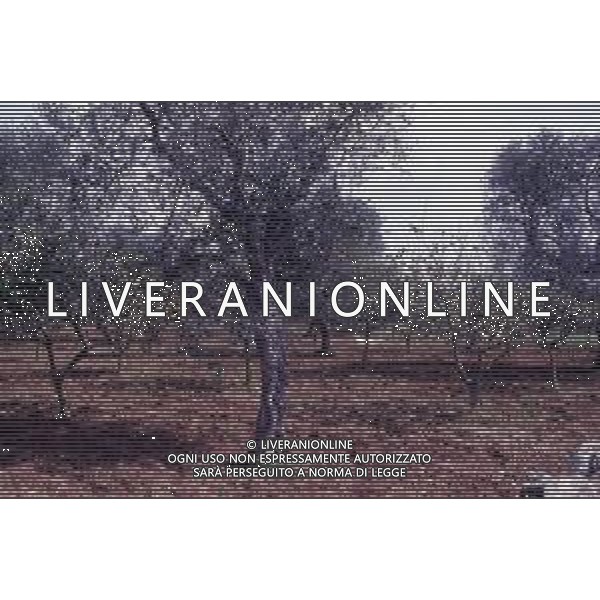 DIAP- PUGLIA- SALENTO NELLA FOTO PIANTAGIONE DI ULIVETI FOTO CARLO LORENZINI-AG ALDO LIVERANI SAS 