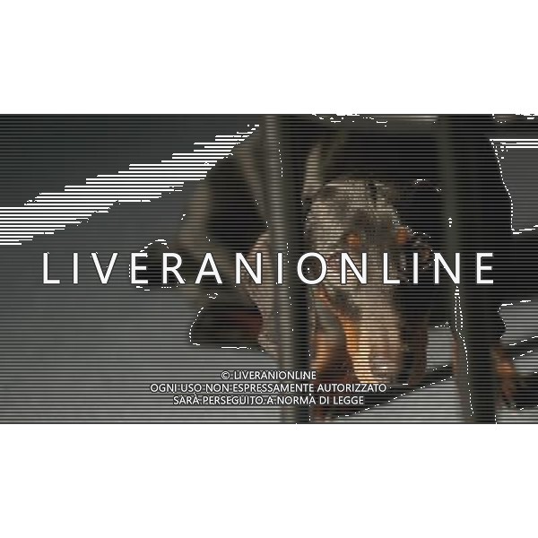 FOTO ARCHIVIO CANI BASSOTTI PH: CAPRA/LIVERANI