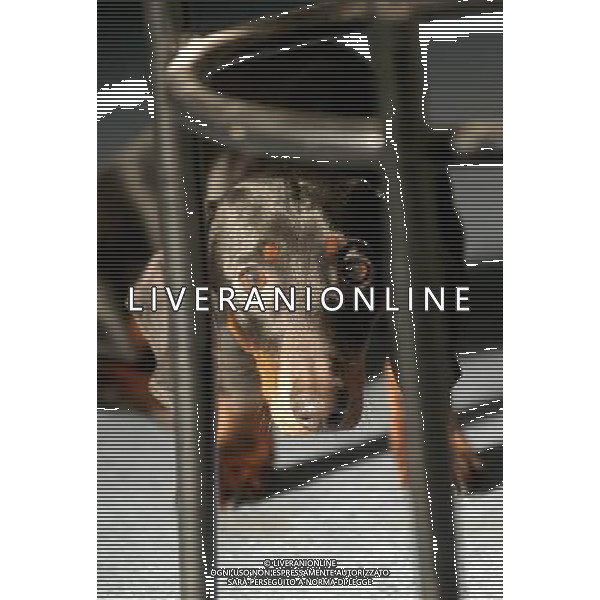 FOTO ARCHIVIO CANI BASSOTTI PH: CAPRA/LIVERANI