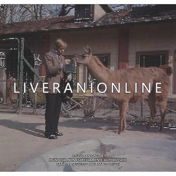 COL-RETROSPETTIVA ROMEO BENETTI CALCIATORE NELLA FOTOO ROMEO BENETTI ALLO ZOO DI MILANO NEGLI ANNI 75-78 AG ALDO LIVERANI SAS
