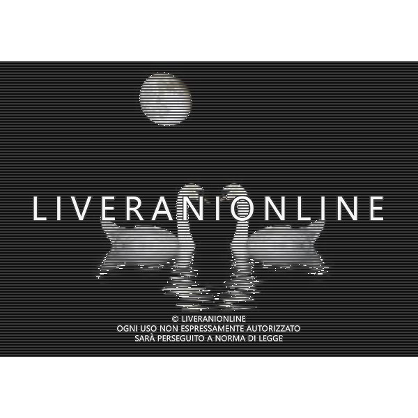 ARCHIVIO DIGITALE ALDO LIVERANI NELLA FOTO CIGNI BIANCHI AGENZIA ALDO LIVERANI