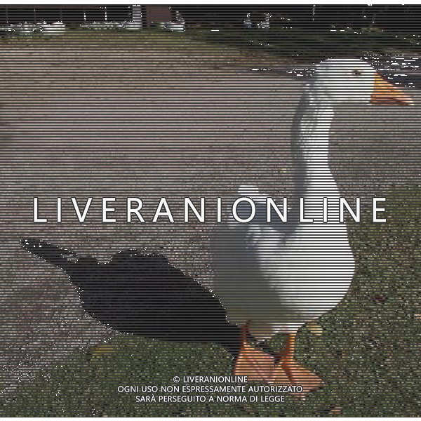 ARCHIVIO ANIMALI SITO AMERICANO NELLA FOTO OCA AGENZIA ALDO LIVERANI